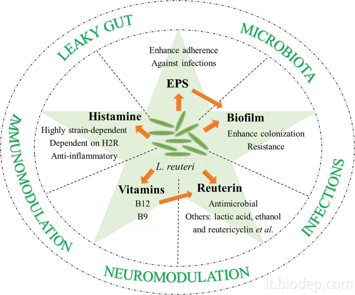 Lactobacillus reuteri2 lactobacillus reuteri2